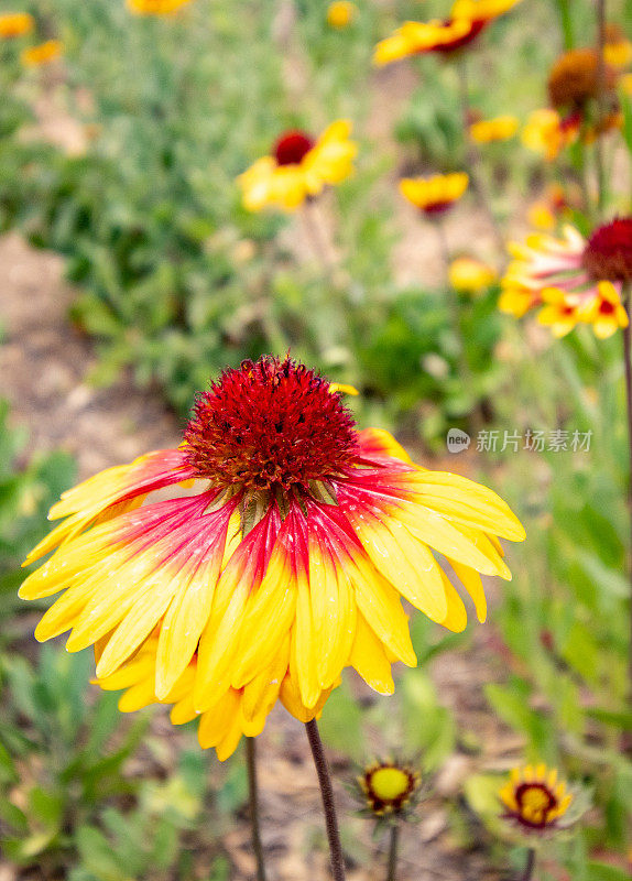 希腊克里特岛Rethymnon镇的Gaillardia aristata“Granretip”太阳爆发